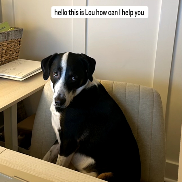 PetShoppe Dog Tennis Balls - Safe for dog's teeth & NON-TOXIC 2 Pk 5☆ BNWT SO - Picture 9 of 16